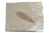 Legume Fossil - Green River Formation, Utah #219771-1